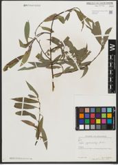 Foto von Salix pycnostachya Andersson